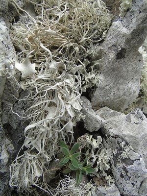[Ramalina nematodes]